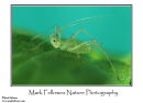 Pea aphid Acyrthosiphon pisum